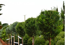 Get professional garden maintenance and reliable garden cleaners in Dublin to change the look of your outdoor space.